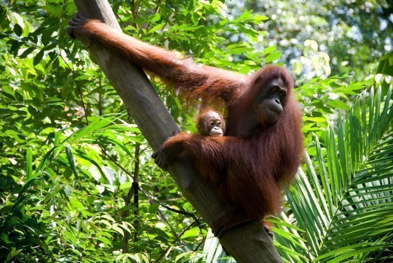 El orangután, una de las estrellas del parque
