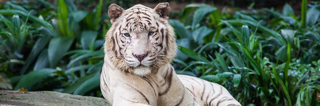 Zoo de Singapur